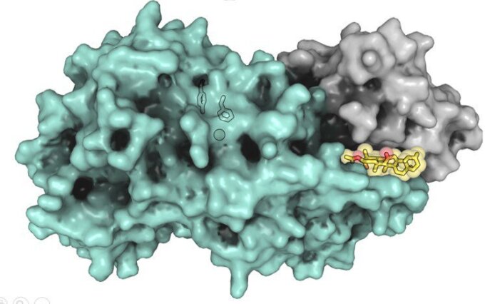 Strukturmodell des Enzyms 5-Lipoxygenase (5-LOX). In gelb die gebundene Boswelliasäure aus Weihrauchextrakt.