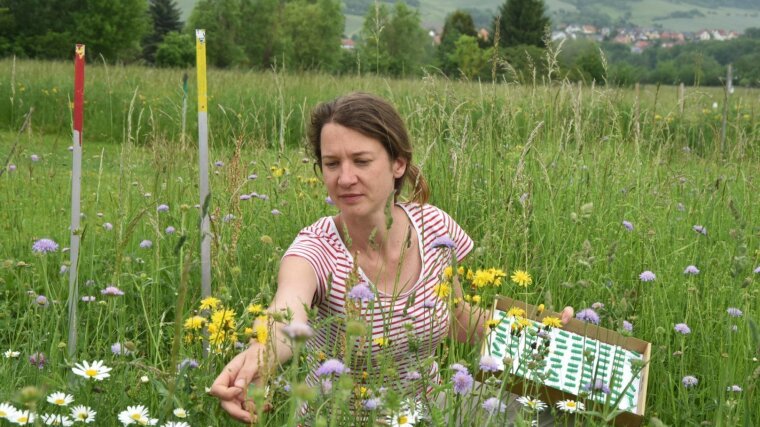 Biodiversitätsforschung - wie hier am JenaExperiment - erzeugt zahlreiche Daten.