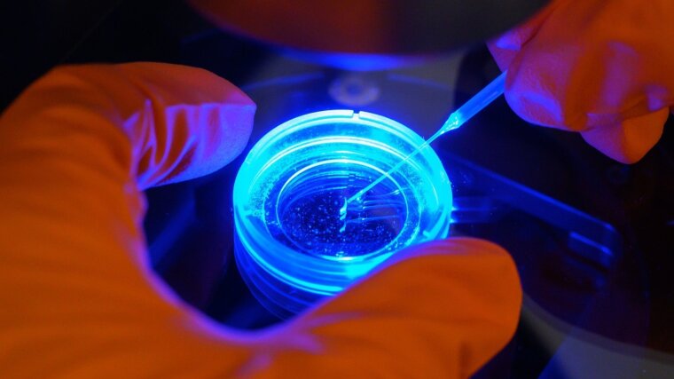 Brain structures of a zebrafish embryo are examined under a fluorescence microscope.