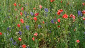Die Studie zeigt, dass selbst Pflanzenarten wie der Klatschmohn in Deutschland stetig zurückgehen.