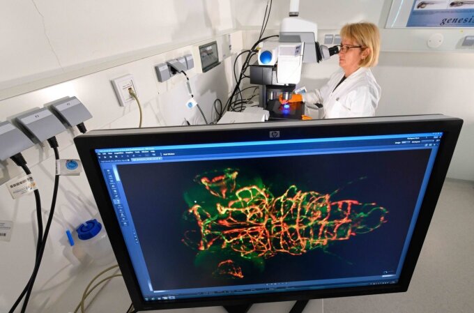 Dr Birgit Perner from the "Molecular Genetics" research group at the Leibniz Institute on Aging – Fritz Lipmann Institute - uses a stereo fluorescence microscope to investigate the development of the blood vessels in the head of a fish larva. Using model organisms and imaging techniques play an important role in the IMPULS consortium.