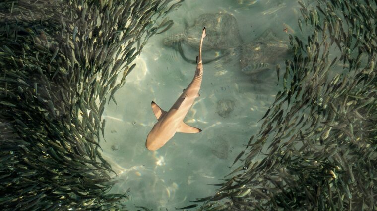 Riskante Nahrungssuche: Ein Fischschwarm trifft auf einen Schwarzspitzen-Riffhai.