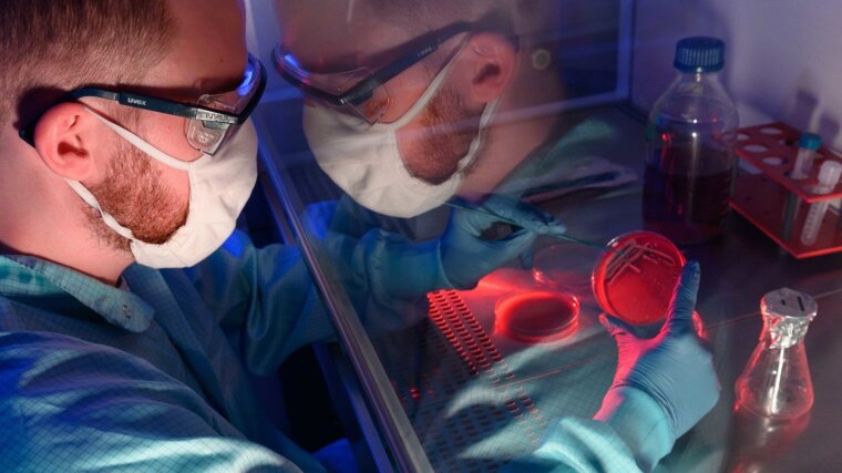 Der Pharmazeut und Doktorand Paul Jordan präpariert Bakterienkulturen (Staphylococcus aureus).