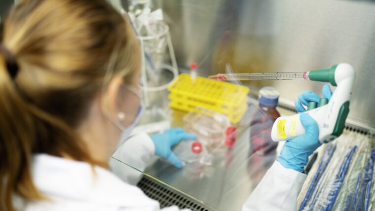 Im Labor werden Zellkulturen pipettiert, die für Experimente mit Erregern benötigt werden.