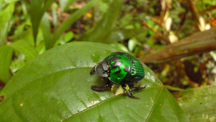 Käfer, wie hier der Mistkäfer, sind für eine Vielzahl von Prozessen in der Natur unerlässlich.