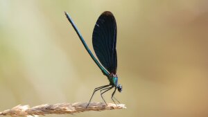 Die Blauflügel-Prachtlibelle hält sich vor allem an Flüssen und Bächen auf.