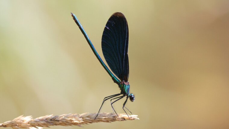 Calopteryx virgo breeds in rivers and streams and has been increasing since 1980 in Germany.