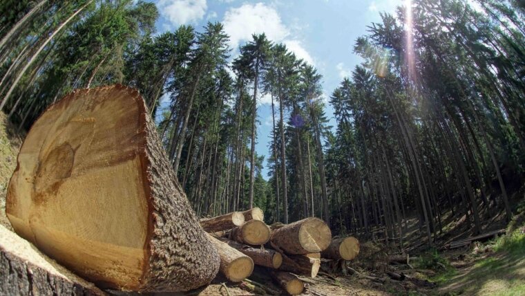 Vom Borkenkäfer befallene Bäume; auch in der Umweltforschung wird die ELLIS-Unit Jena tätig sein.