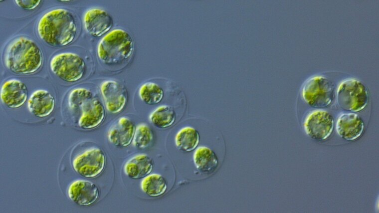 Zellen der Grünalge Chlamydomonas reinhardtii.