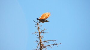 Ein amerikanischer Goldspecht: Forschende fordern einen neuen Aufbruch zum Schutz der Biodiversität.