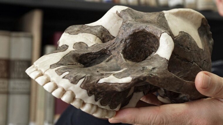 Modell einer Schädelrekonstruktion des in Ostafrika lebenden Paranthropus aethiopicus.