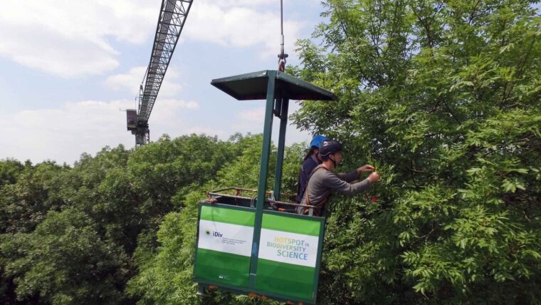 The "cry for help" was "heard" for the first time in the canopy of the Leipzig floodplain forest.