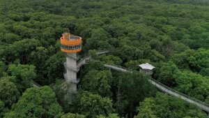 The exhibition is shown in the observation tower of the canopy walkway.