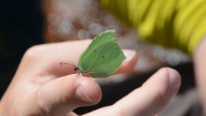 Ein Zitronenfalter (Gonepteryx rhamni).