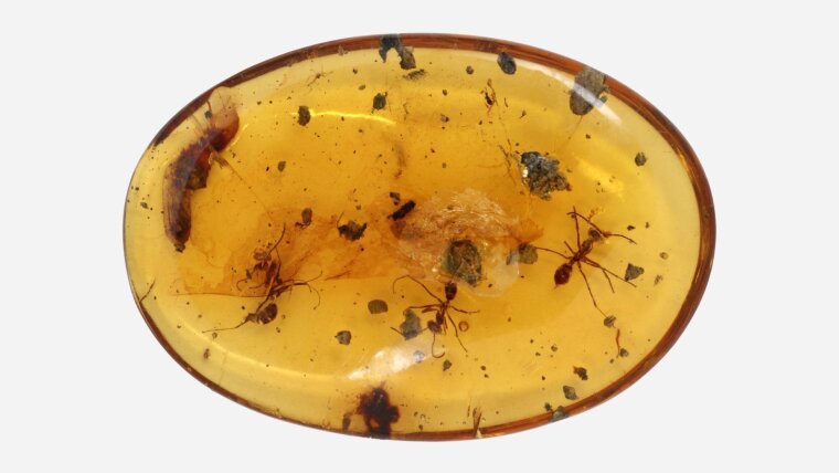 Fossils of female ants and a pupa enclosed in Cretaceous amber.