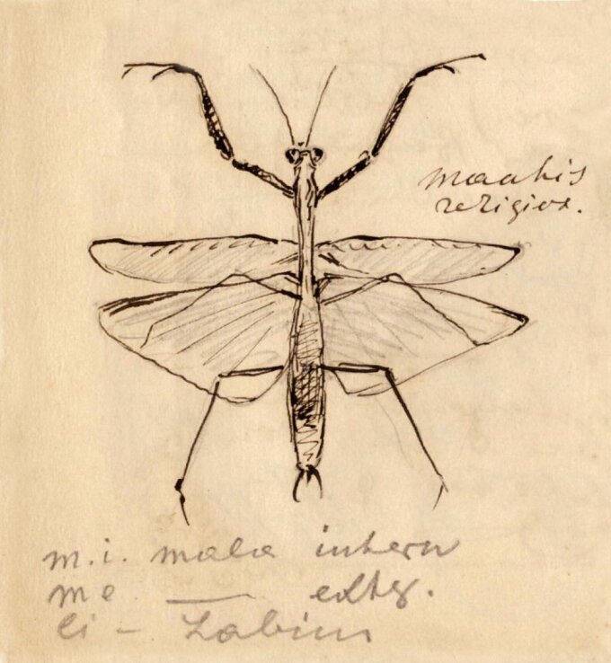 Sowohl der Dozent Ernst Haeckel als auch sein Student Nikolai Miklucho-Maclay waren ausgewiesen gute Zeichner und Ästheten. Hier die Zeichnung einer Gottesanbeterin von Miklucho-Maclay, die sich in der Mitschrift einer Zoologie-Vorlesung bei Haeckel findet.