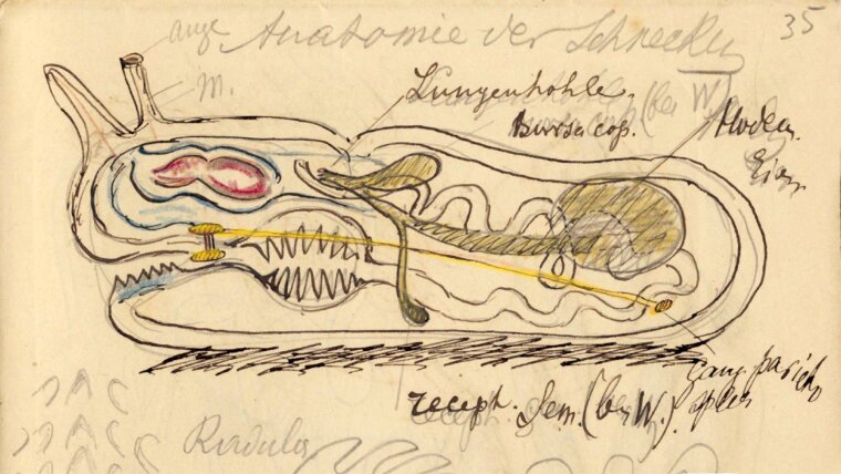 Anatomie der Schnecke. Zeichnung von Nikolai Miklucho-Maclay.