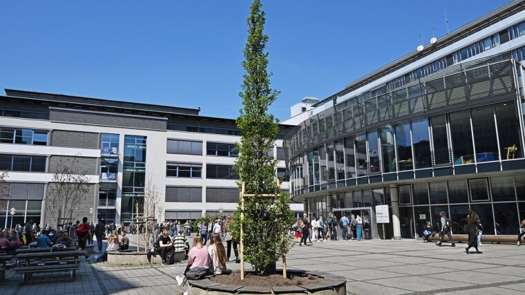Neugepflanzter Baum auf dem Campus.