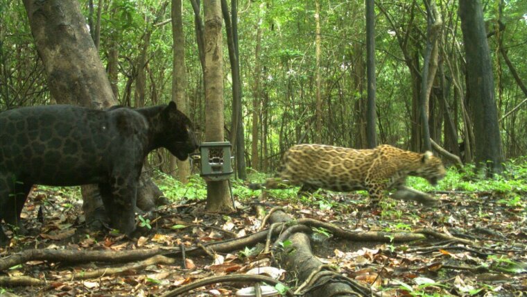 Photos of Amazon animals supply extensive collection of biodiversity data Photos of Amazon animals supply extensive collection of biodiversity data