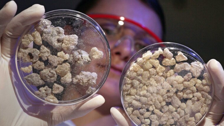 In a laboratory of the Institute of Pharmacy at the University of Jena, tree resin of frankincense is examined in petri dishes.