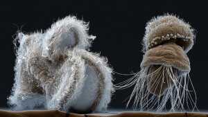 Pillidium larva of a marine cordworm (l.) and a larva of a marine brachiopod (r.).
