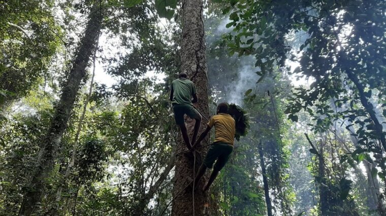 Collective honey foraging by two teenage boys. Here they use a technique in which they smoke the bee hives to avoid getting stung.