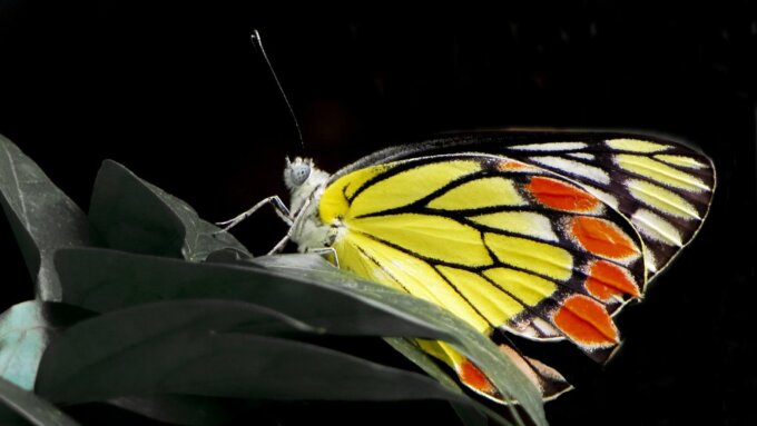 Delias eucharis, a medium-sized butterfly found in many areas of South and Southeast Asia, is an example of an under-represented insect species in protected areas and has not yet been evaluated by the IUCN Red List.