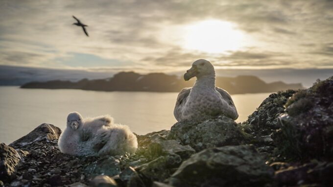 Giant petrel with a chick: Giant petrels are considered an indicator species for environmental changes and for disturbances in the breeding area. They spend most of their lives as scavengers at sea and can reach a wingspan of up to two metres. Giant petrels breed in colonies and lay one egg that is incubated by both parents. After about four months, the chick is fledged or ready to fly.
