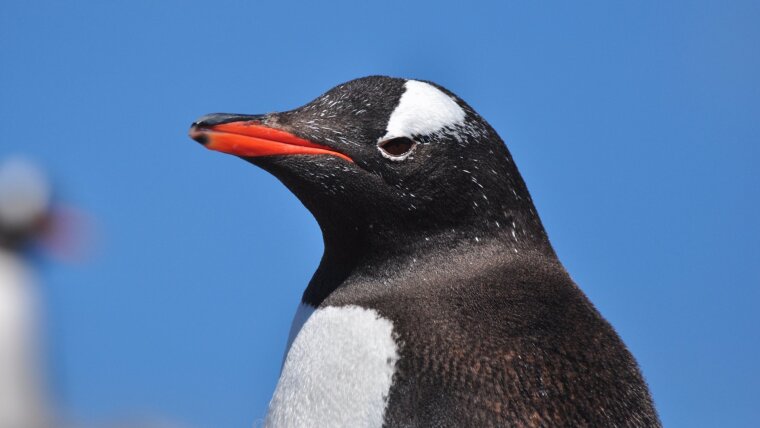Gentoo penguin, photographed in the Jena researchers' study area on King George Island. As a result of climate change, this species is spreading in the Antarctic.