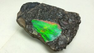 Versteinerte Muschelschalen, hier in Kalkstein, sind in der neuen Ausstellung zu sehen.