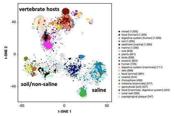 Diese Abbildung zeigt die erste "Karte des Mikroversums", die mit t-SNE (t-distributed Stochastic Neighbor Embedding) erstellt wurde, einem Algorithmus zur Verringerung der Dimensionalität, der zur Darstellung komplexer Daten auf den zwei Dimensionen eines Blattes Papier verwendet wird. Die Karte besteht aus 22,5 Tausend mikrobiellen Datensätzen aus 140 verschiedenen Arten von Umgebungen, die mit unterschiedlichen Farben gekennzeichnet sind (nur die 20 wichtigsten Umgebungen sind farbig, der Rest ist grau). Die Abbildung zeigt, wie vielfältig diese Umgebungen sein können. Die Forscher identifizierten generalistische und spezialisierte Bakterien, indem sie ihre Verteilung über diese 22,5 Tausend Datensätze analysierten.
