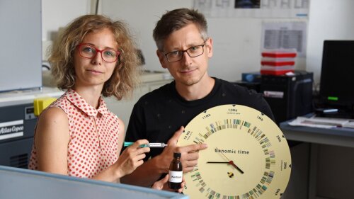 PhD student Elena Brunner (l.) and Dr Markus Werner have investigated how cortisone effects inflammation.