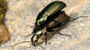 Zu den Insektenpopulationen mit den stärksten Bestandsrückgängen gehören auch räuberische Käfer.