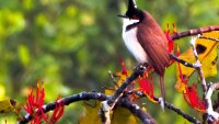Red Whiskered Bulbul (Pycnonotus jocosus), a passerine bird native to Asia.