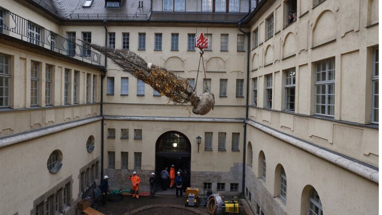 The hornbeam is transported to the small inner courtyard of the main university building with the help of a crane.
