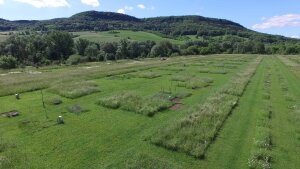 Die Biodiversitätsforschungsfläche Jena-Experiment besteht seit 20 Jahren und wird weiter gefördert.