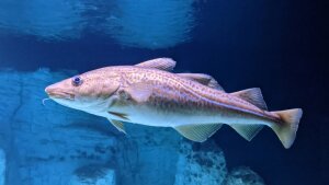 Modelle zeigen, dass der Dorsch (Gadus morhua) durch steigende Wassertemperaturen bedroht sein könnte.