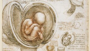 Studien des Fötus im Mutterleib (Bildausschnitt) von Leonardo da Vinci, um 1511.