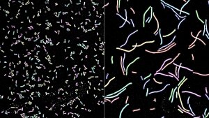 K. pneumoniae in üblicher Form kurzer Stäbchen (l.) und beschädigt als lange, filamentöse Bakterien (r.).