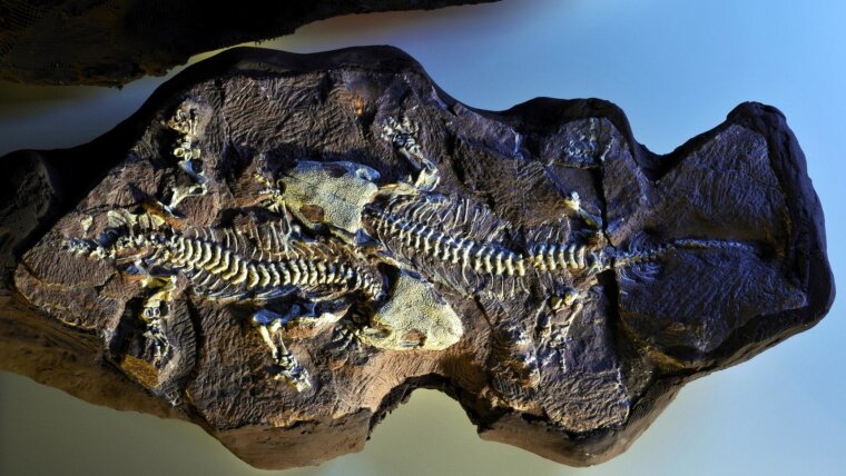 Zwei Exemplare des reptilienähnlichen Amphibs Seymouria sanjuanensis, 1997 am Bromacker entdeckt.