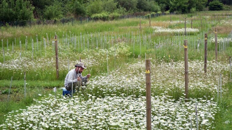 Auf mehreren Versuchsflächen des Jena Experiments wird zum Thema Biodiversität geforscht.