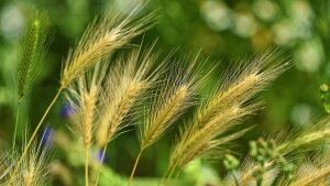 Ears of green oats on green background