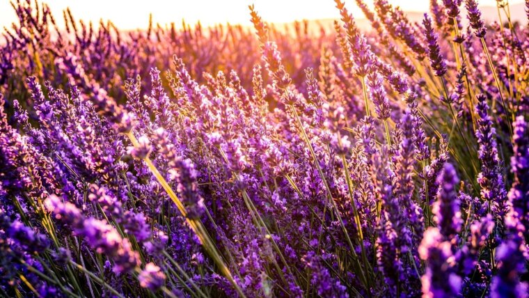 Field of lavender