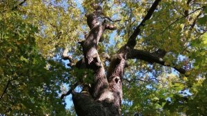 tree rises into the sky