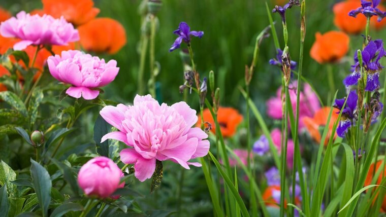 Blumen auf einer Wiese