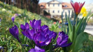 Blumen am Prinzessinnenschlösschen